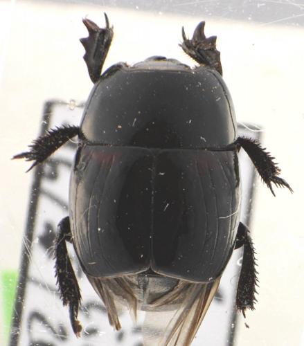 Hister quadrimaculatus